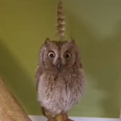 DaAlmyte